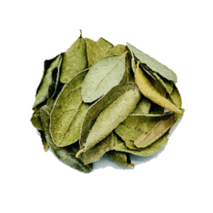 Hojas de Boldo